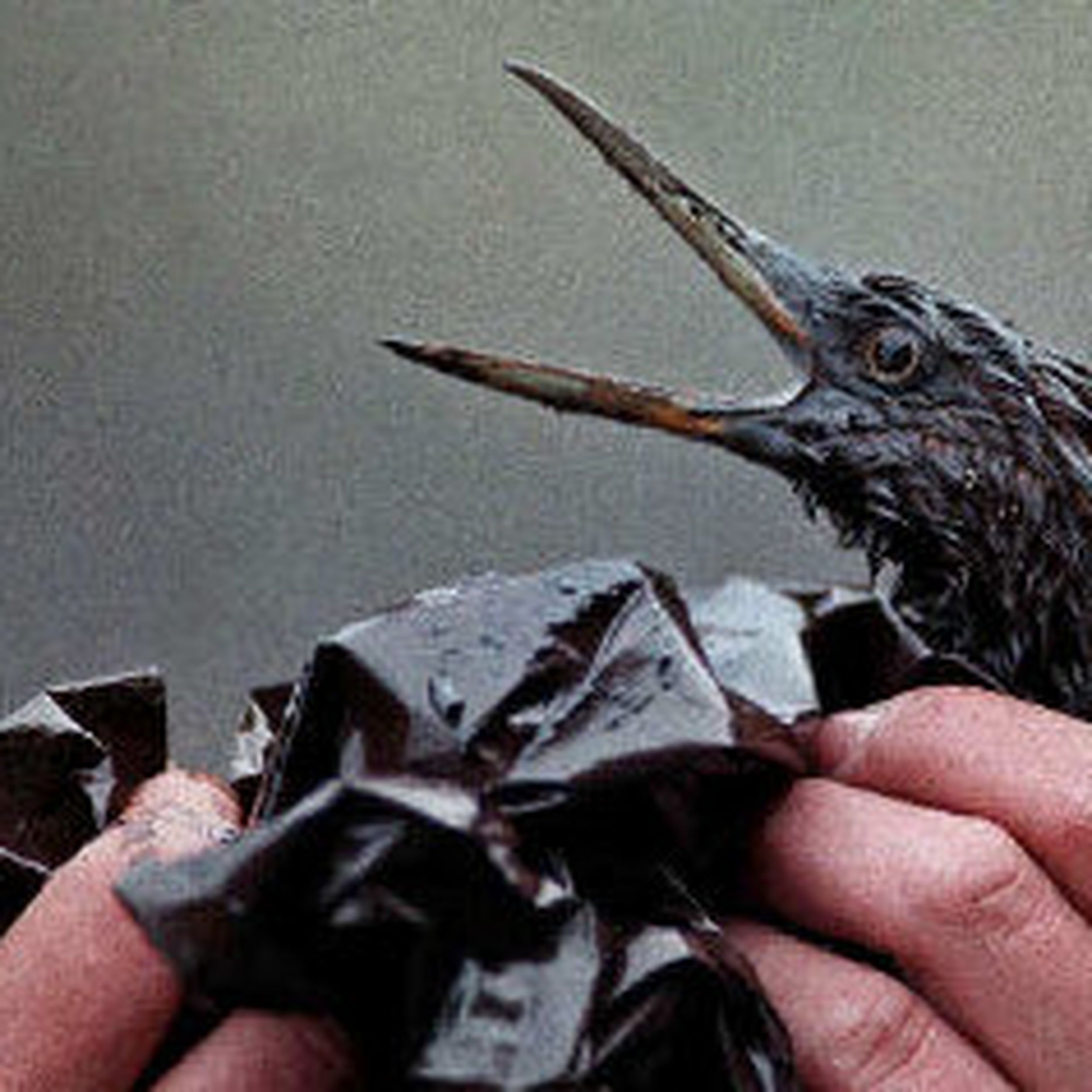 Keeble describes ecological horror of Exxon Valdez spill | The 