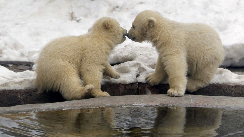Three polar bear cubs born in November last year, play on snow at the Moscow Zoo, in Moscow,  Tuesday, March 13, 2012. The cubs have only recently been revealed to the public as they have mostly stayed in the seclusion of their den. (Alexander Zemlianichenko / Associated Press)