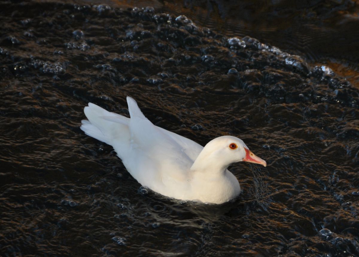 white wood duck