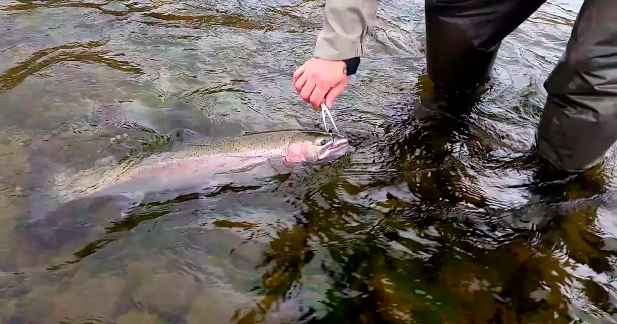Idaho shutting down steelhead harvest on Clearwater River