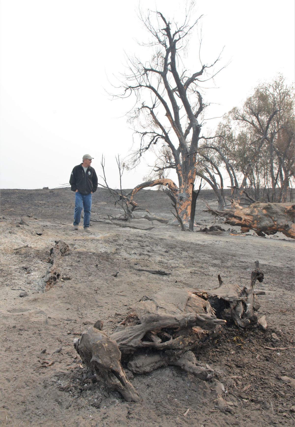 The charred carcass of a mule deer lies in the ash of the hot, fast wildfire that started on Labor Day and consumed 90% of the Swanson Lakes Wildlife Area.  (RICH LANDERS/FOR THE SPOKESMAN-REVIEW)