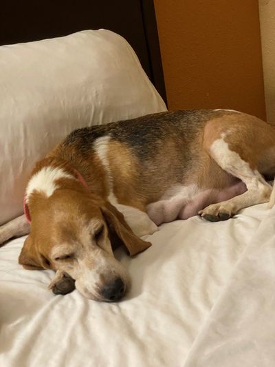 Mia was one of thousands of beagles removed from the Envigo breeding facility, after it was closed for animal welfare violations.   (Beagle Freedom Project/Beagle Freedom Project)