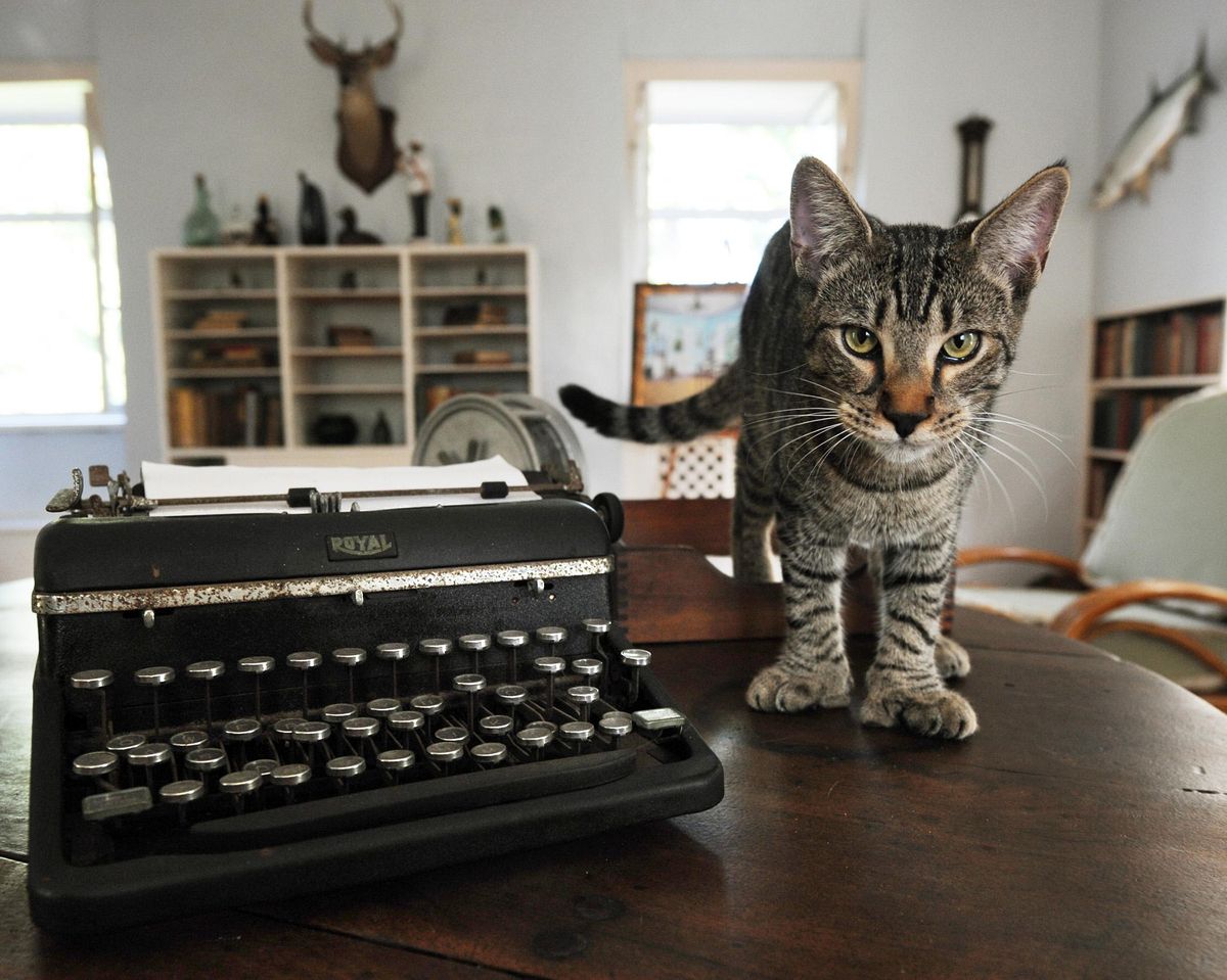 A six-toed cat named Hairy Truman walks on a table in Ernest Hemingway’s one-time study in Key West, Florida, in this 2008 photo. Several six-toed cats in the area are believed to be the decedents of Hemingway’s pet. (Rob O’Neal / File/Associated Press)