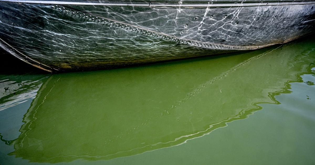 With Newman Lake resembling split pea soup, residents are left wondering what can be done and whether it's worth staying