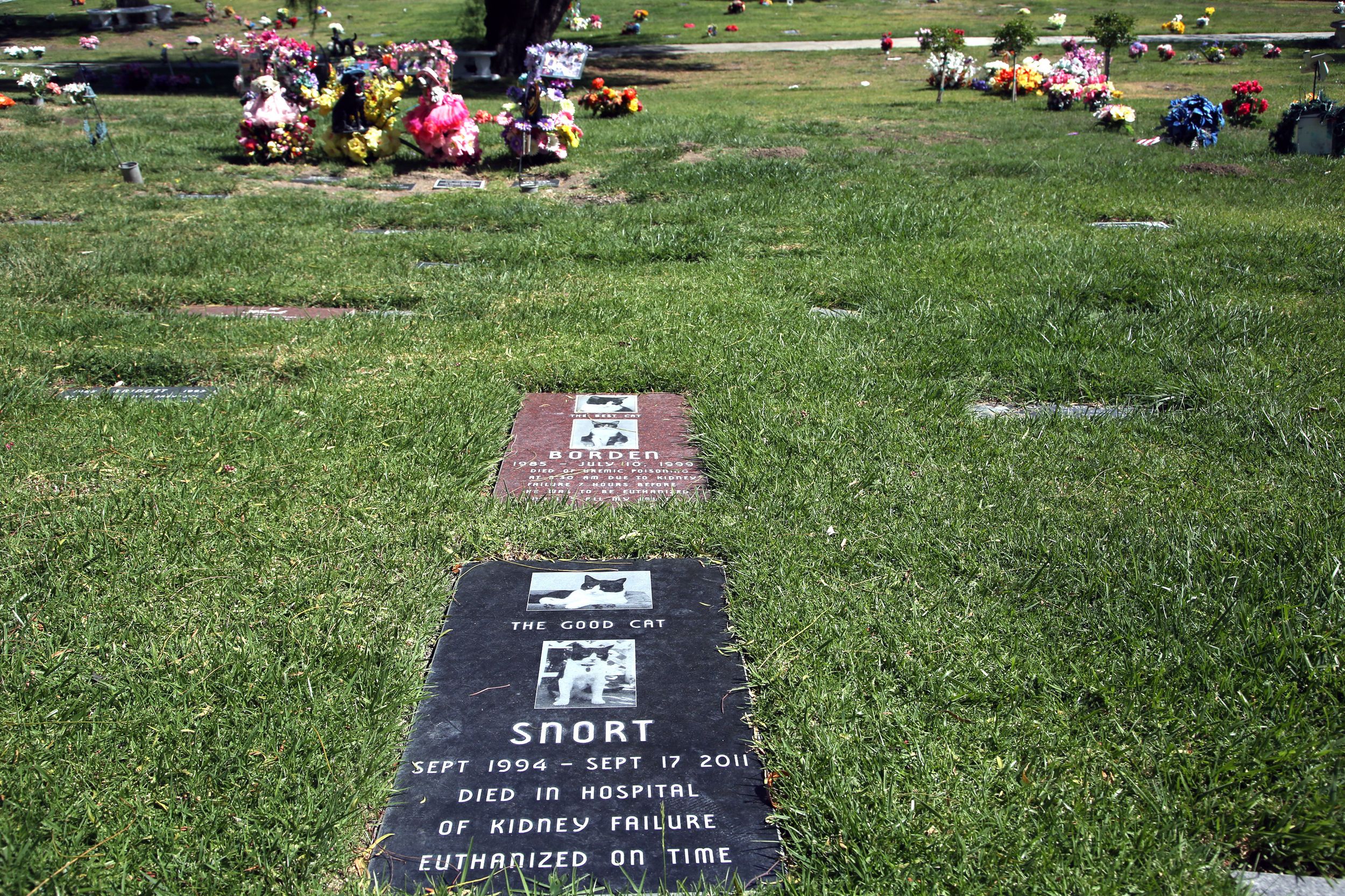 can-i-bury-my-dog-in-the-backyard-in-california