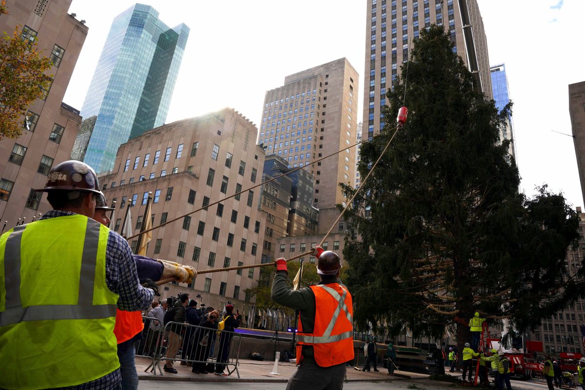 The 79-foot Rockefeller Center Christmas tree arrives Saturday. (Dieu-Nalio Chery)
