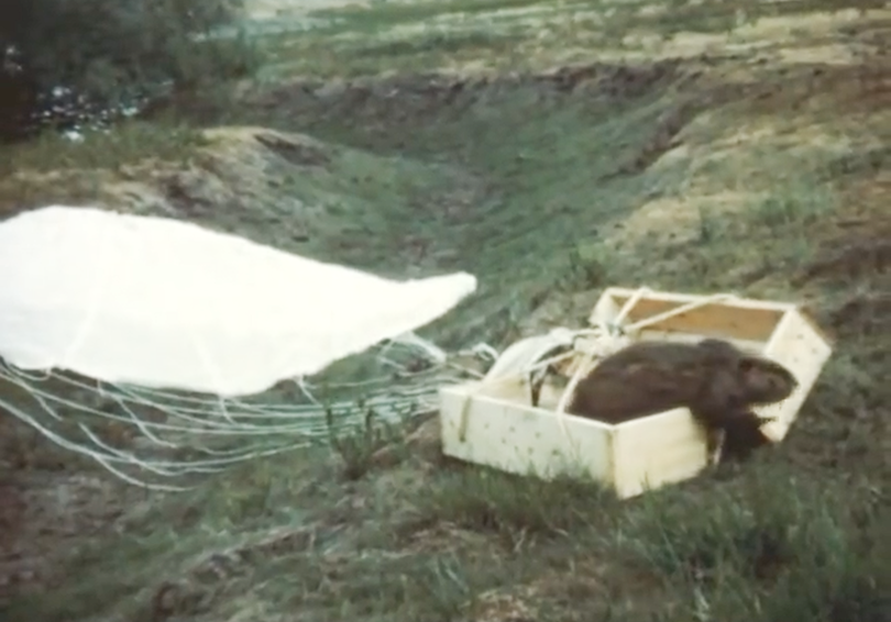 A beaver climbs out of a box after being parachuted into a remote area by the Idaho Fish and Game Department around 1950. (Idaho Department of Fish and Game)