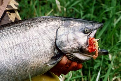 Spring chinook salmon are prized for table quality.  (File / The Spokesman-Review)