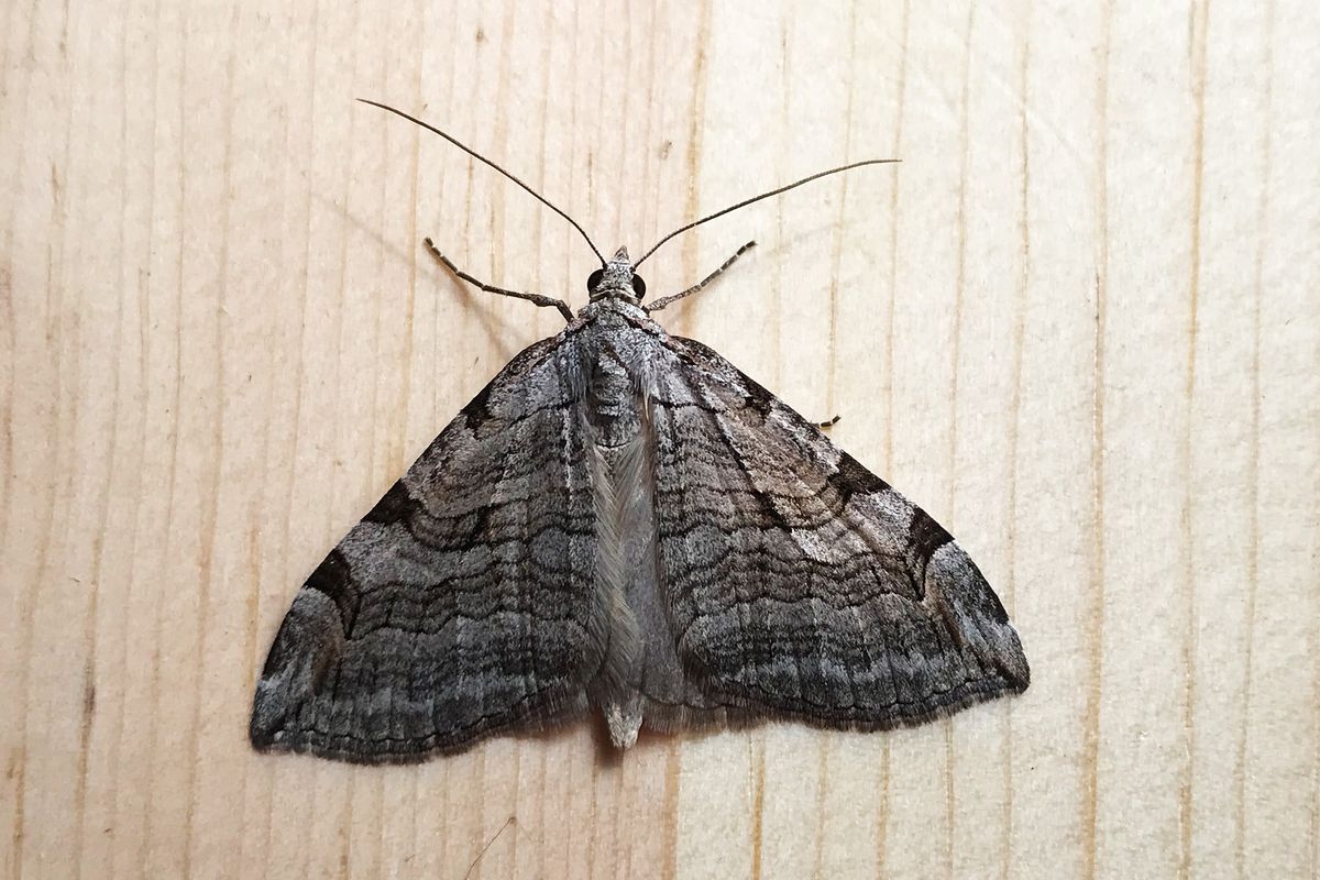 This beautiful Barberry Geometer moth (Coryphista meadii) is just one of the many moths Susan Mulvihill has captured, photographed and released.  (SUSAN MULVIHILL/FOR THE SPOKESMAN-REVIEW)