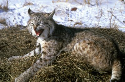 The bobcat’s soft, spotted fur is coveted by the fashion-conscious.  (Associated Press / The Spokesman-Review)