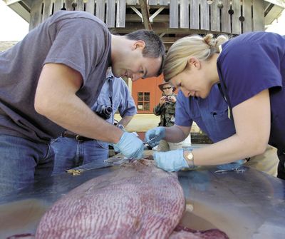 Dr. Galen Wachtman, left, and Dr. Christine Fisher help repair a dead Pacific giant squid at the Oregon Institute of Marine Biology in Charleston, Ore., on Friday. The squid will eventually be on public display. The World (Lou Sennick The World)