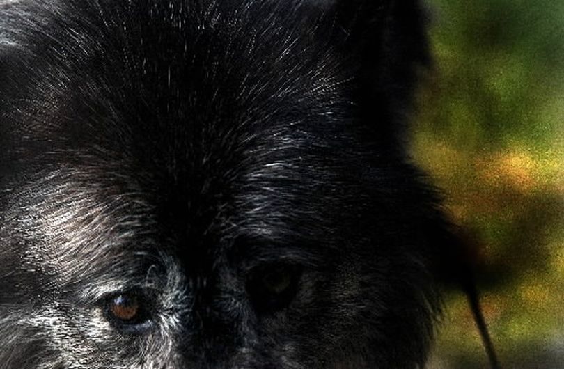 Gray wolves can range in color from white to black. (File)