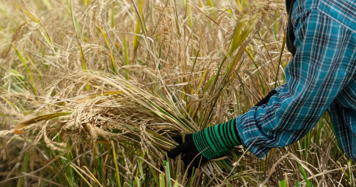 Rice soars to highest since 2008 on rising threats to supply