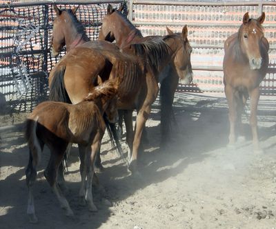In this image released by the  Bureau of Land Management, a wild mare and foal are seen after a  roundup  near Panaca, Nev., on Monday.  (Associated Press / The Spokesman-Review)