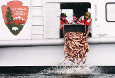 
 Yellowstone Park employees dump the remains of lake trout they caught into Yellowstone Lake in Yellowstone National Park, Wyo. The crews put gill nets in the lake to catch the trout in an attempt to eradicate the species from the lake. 
 (Associated Press photos / The Spokesman-Review)