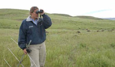 
Boise State researcher Karen Panek checks a trap from a distance while locating a radio collar frequency placed on a southern Idaho ground squirrel on Squaw Butte near Emmett, Idaho, June 9. A Boise State team, the U.S. Fish and Wildlife Service and a group of landowners are working cooperatively to save the squirrels, which play a key role in the shrub-steppe ecosystem where they live. 
 (Associated Press photos / The Spokesman-Review)