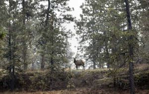 
Elk raid farmer's fields at night and retreat to the safety of Turnbull Wildlife Refuge during day. A proposal for refuge hunting is stalled in a lawsuit. 
 (FILE / The Spokesman-Review)