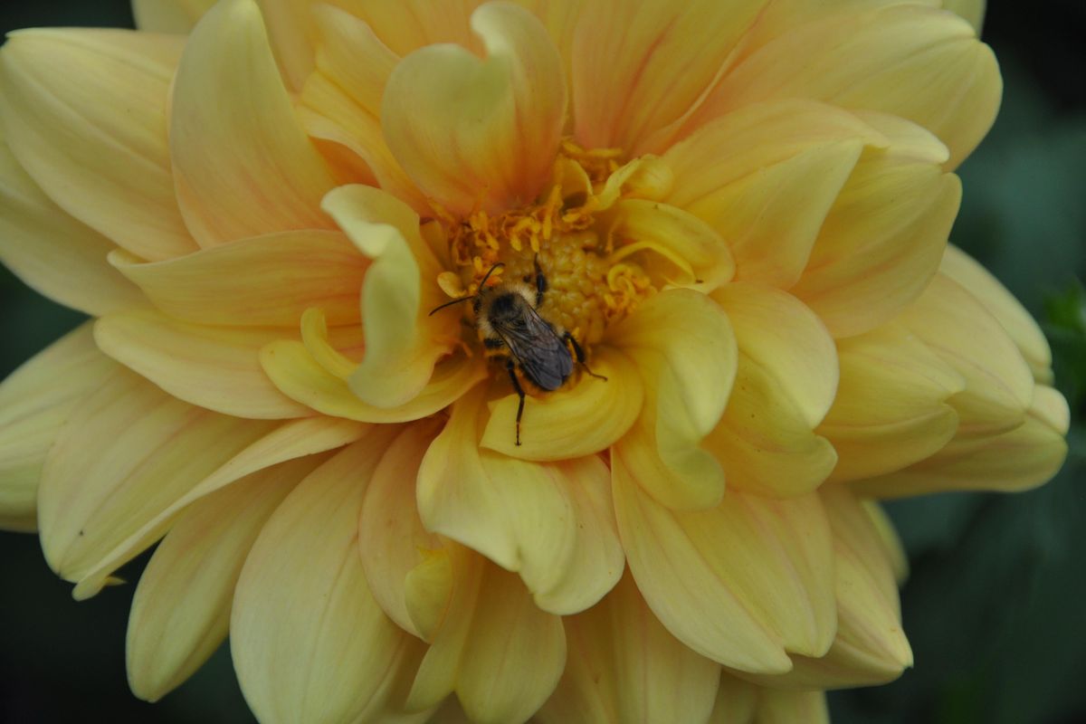 Dahlias are pollinator magnets. Dan Loibl, of Spokane Valley, says his dahlia garden hums during the warm, late summer afternoons. (Pat Munts / The Spokesman-Review)