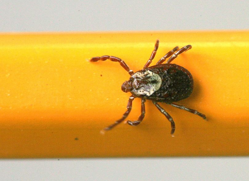 FILE - A June 8, 2010 photo shows a wood tick - or dog tick - clinging to a pencil used for scale, in Springfield, Ill.  Hantavirus, West Nile, Lyme disease and now, bubonic plague. The bugs of late summer are biting, although the risk of getting many of these scary-sounding diseases is very small. Lyme Disease is spread through ticks, the symptoms are fever, headache, fatigue and a bulls-eye rash. (Chris Young / The State Journal-register)