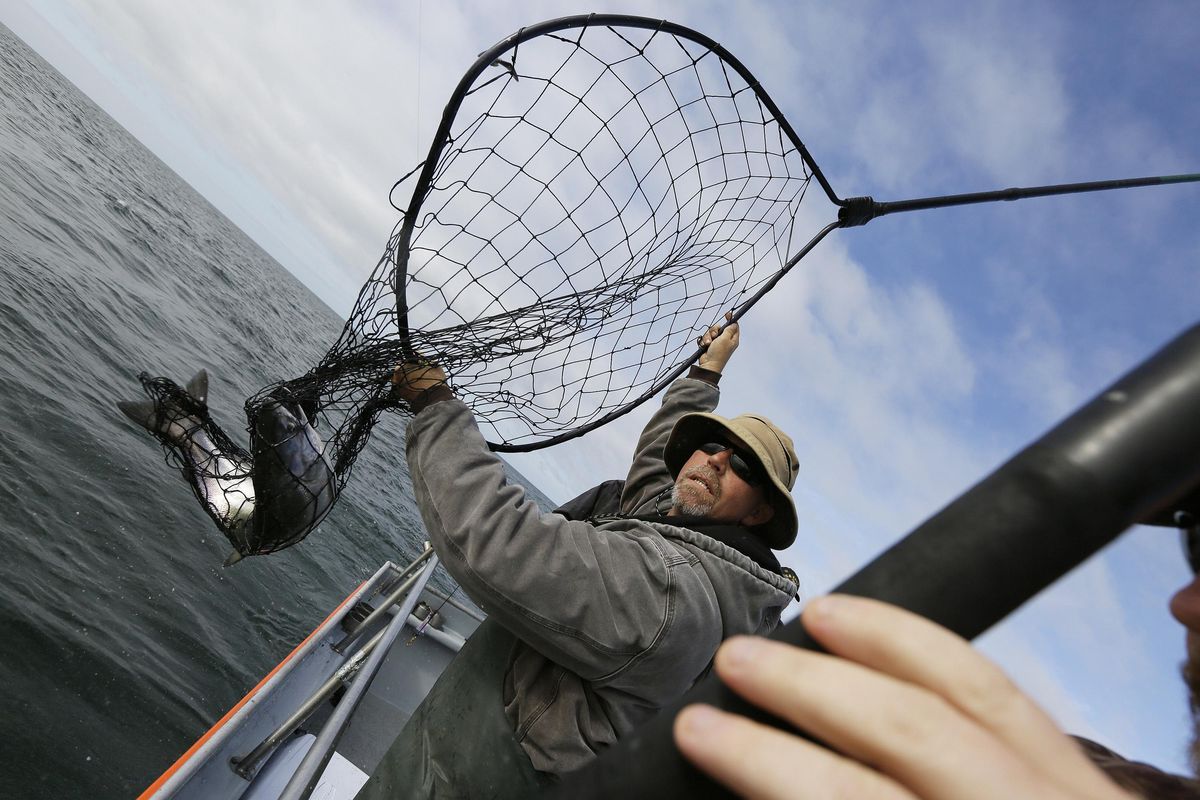 In this Aug. 29, 2016 file photo, Jared Davis hauls in a salmon caught off the coast of Stinson Beach, Calif. Gov. Jerry Brown