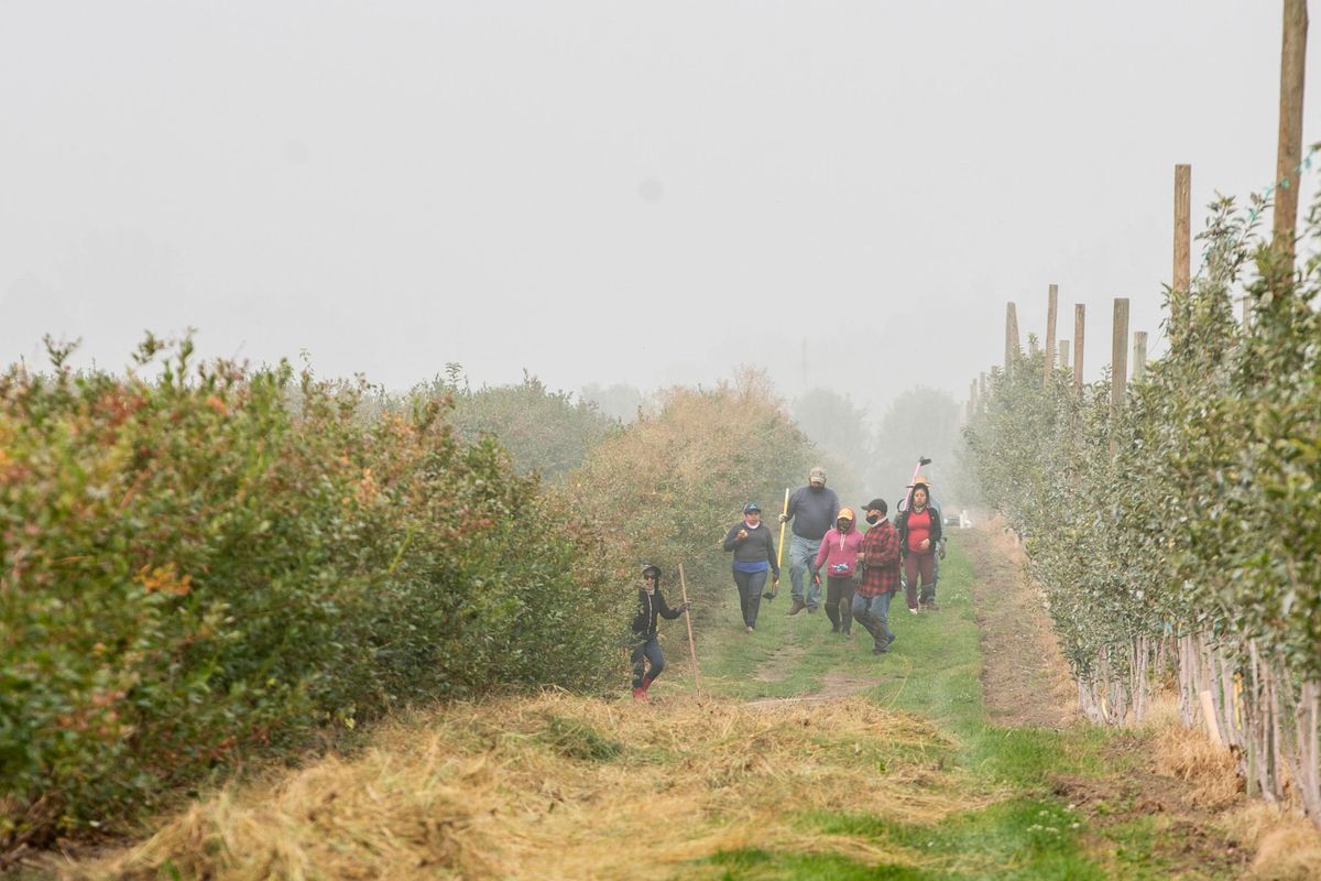 As Yakima orchards are blanketed in hazardous smoke, farmworkers continue their work.  (Jennifer King/Tri-City Herald)