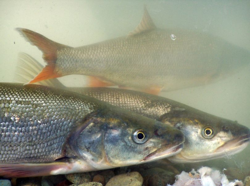 Northern pikeminnows are Columbia River natives. Dams gave them an unnatural advantage to prey on salmon and steelhead smolts.