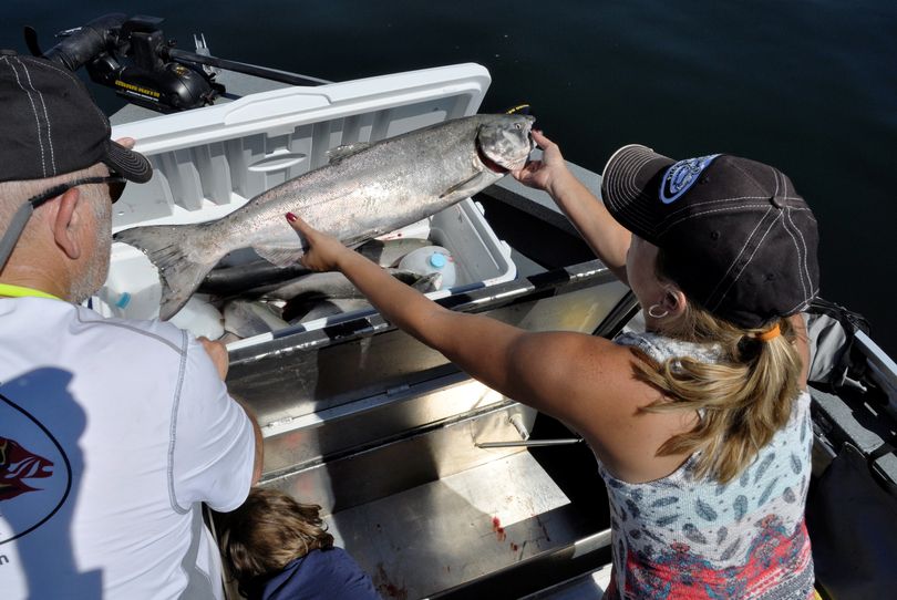 Mindy Webster moves a chinook salmon from the bleeding tank to the cooler among a mess of smaller sockeye her family caught on the opening day of the salmon fishing season in the upper Columbia River on July 1, 2015. (Rich Landers)
