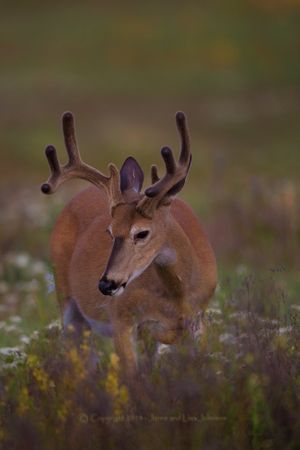 A whitetail buck's antlers are growing rapidly in mid-June. By the end of August, they'll be rubbing off the velvety covering and polishing hardened hatracks that will attract the attention of other deer -- and hunters -- in the fall.  (Jaime Johnson)