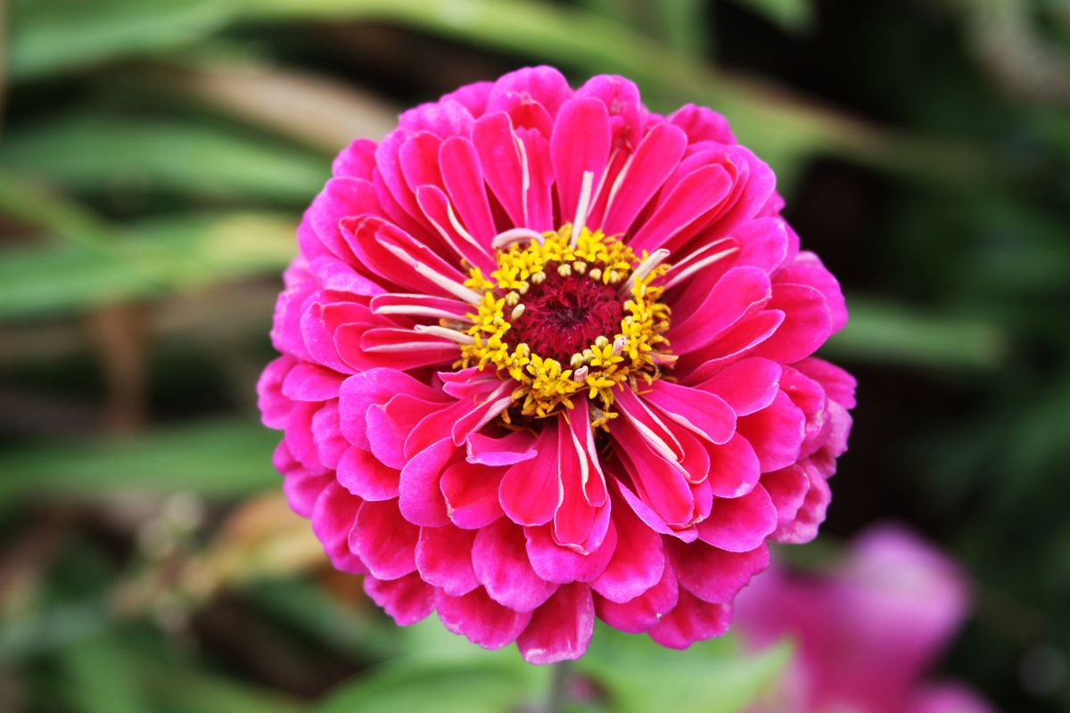 Zinnias are sun-loving, annual flowers that add bright splashes of color to the landscape. They make great cut flowers, as well.  (Susan Mulvihill/For The Spokesman-Review)