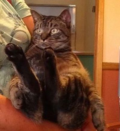 Thor, patient of the day