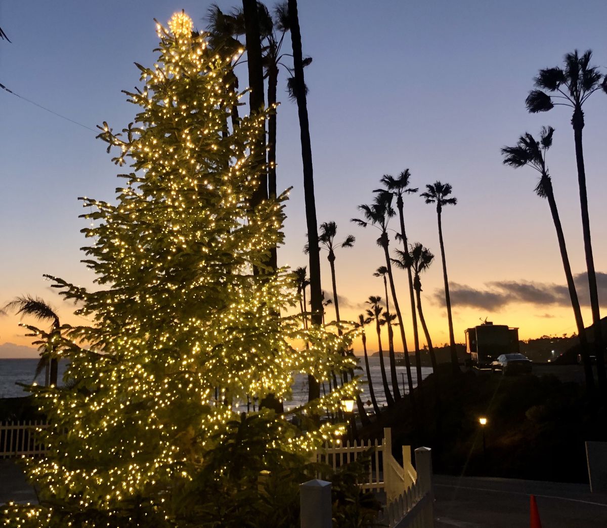 Palm trees are lit up with holiday lights at Malibu Beach RV Park. (Leslie Kelly)