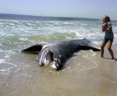 ORG XMIT: NYR101 In this photo taken with a cell phone, a girl timidly approaches a 20-foot-long basking shark on Gilgo Beach on New York's Long Island Tuesday, July 14, 2009. The basking shark, estimated to weigh 2,000 pounds, washed ashore on the town beach a few miles east of Jones Beach. New York State Parks official George Gorman said Tuesday that researchers will examine the shark to determine a cause of death. After that, it will be buried in nearby sand dunes on the beach. (AP Photo/Sophia Hall) (Sophia Hall / The Spokesman-Review)