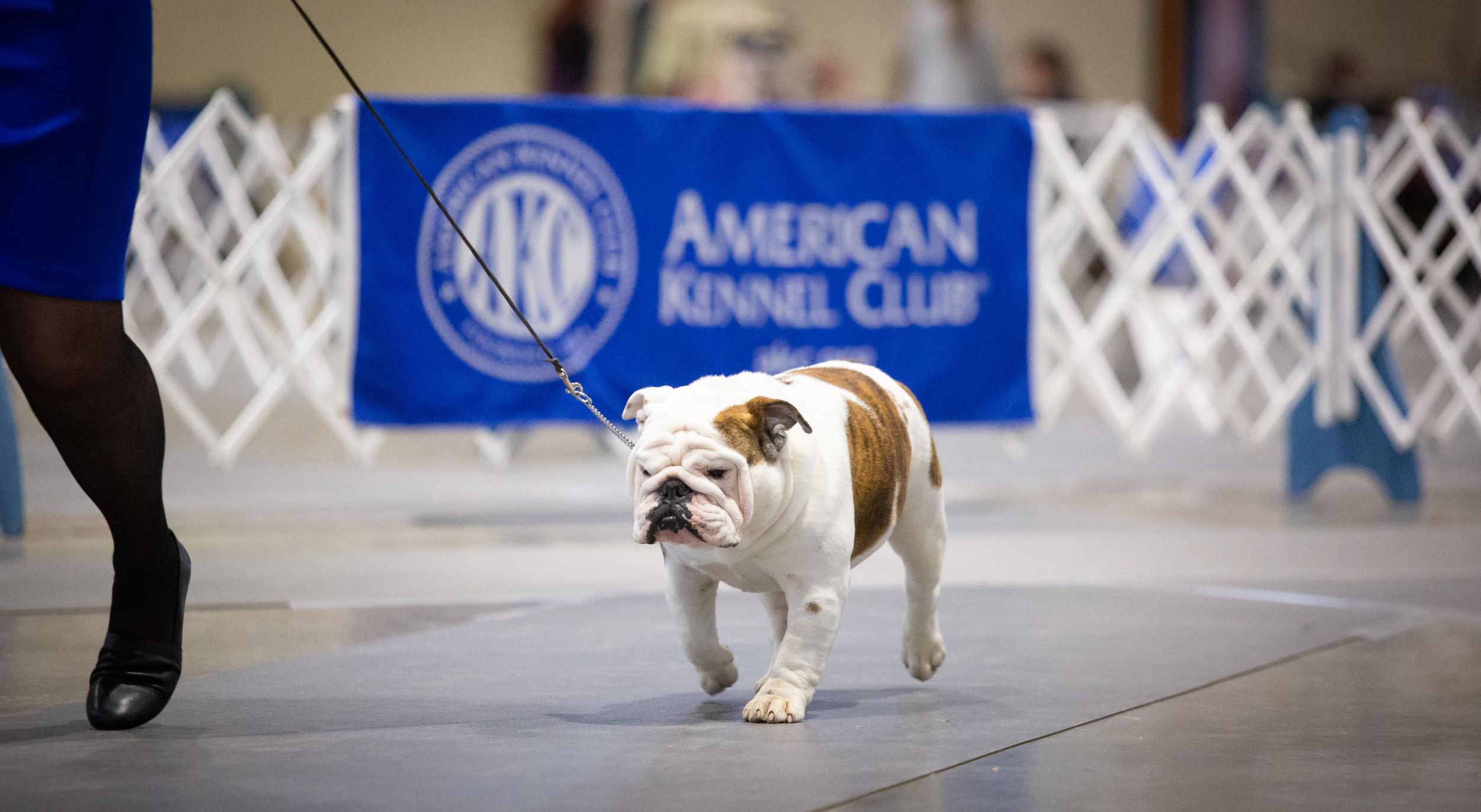 2019 Spokane Kennel Club Dog Show at the fairgrounds May 26, 2019