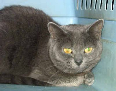 Pewter, the Russian blue kitty.
(Marian Wilson/Correspondent / The Spokesman-Review)