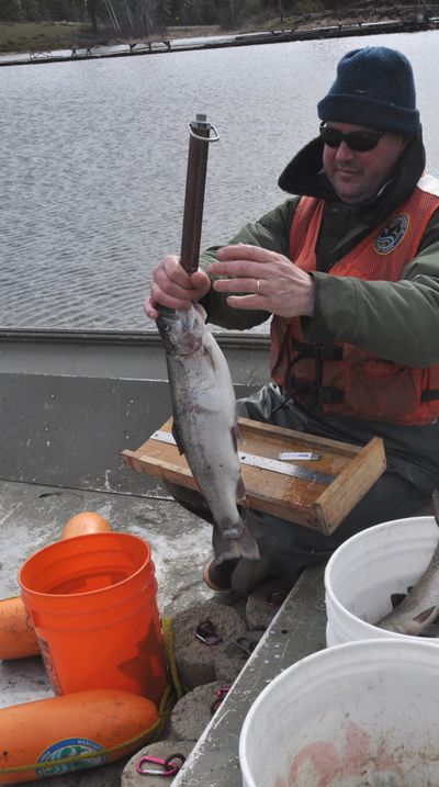 “Fishermen are going to be pleased on opening day,” said Chris Donley, state fish biologist, as he surveyed huge trout at West Medical Lake last week. (Rich Landers)