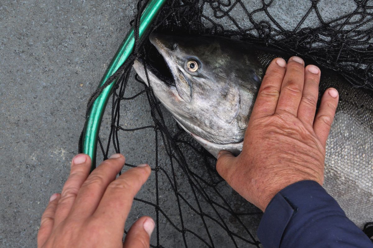 Chinook salmon caught in the upper Columbia River. (Rich Landers)