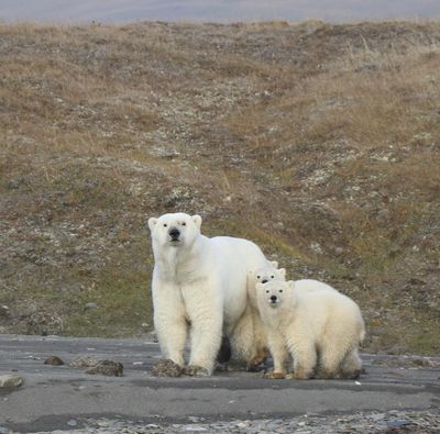 In this undated photo provided by Eric Regehr, polar bears are seen on Wrangel Island in the Arctic Circle. (Eric Regehr / AP)
