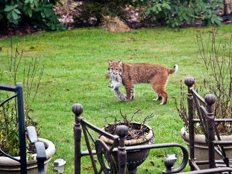 A bobcat holds a squirrel it caught in the backyard of JD Hammerly of Newcastle, Wash. (JD Hammerly)