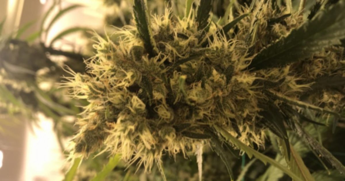 Strain Of The Month: Shiatsu Kush | The Spokesman-Review