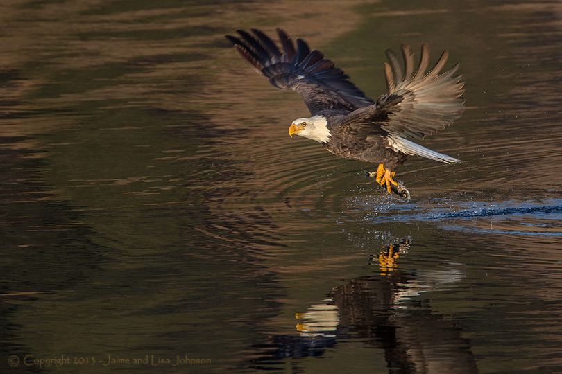 A bald eagle snatches a spawned out kokanee from the Wolf Lodge Bay area of Lake Coeur d'Alene in January 2014. (Jaime Johnson)