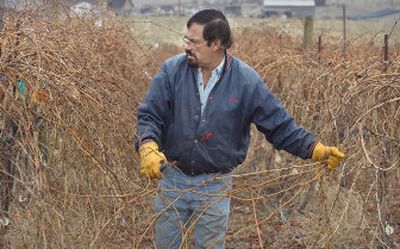 
Tom Elias, president of the Idaho Table Grape Association, prunes grapes at the University of Idaho Reasearch facility in Parma,  Feb. 22, 2007. 
 (Associated Press / The Spokesman-Review)