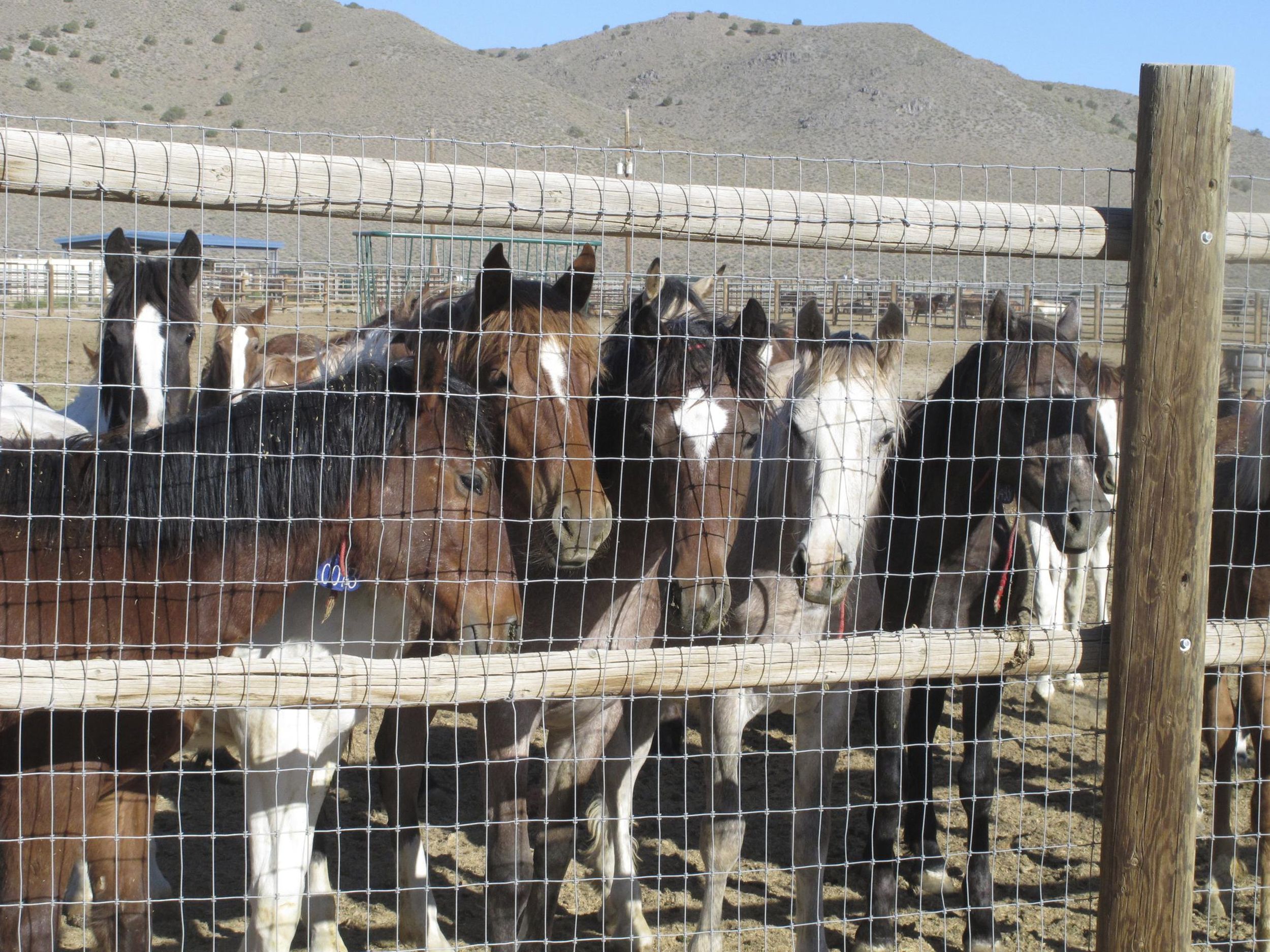 New pen may allow sale of wild horses for slaughter The SpokesmanReview