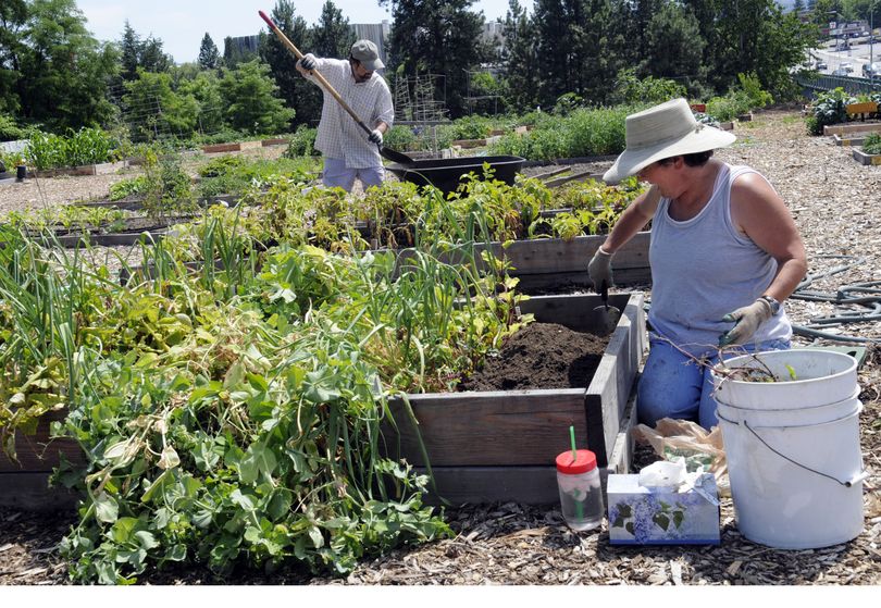 Doug and Teresa Sadler work in the raised beds that the Pumpkin Patch Community Garden grows for the Second Harvest Food Bank. (J. Bart Rayniak)