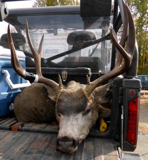 A mule deer buck is brought in by a hunter to the Methow Valley check station operated by the Washington Department of Fish and Wildlife during the October opening of the general deer hunting season. (Washington Department of Fish and Wildlife)
