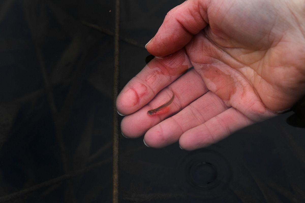 This is possibly the second chinook salmon alevin found in Tshimakain Creek, shown last Wednesday near Wellpinit, Wash.  (Tyler Tjomsland/The Spokesman-Review)