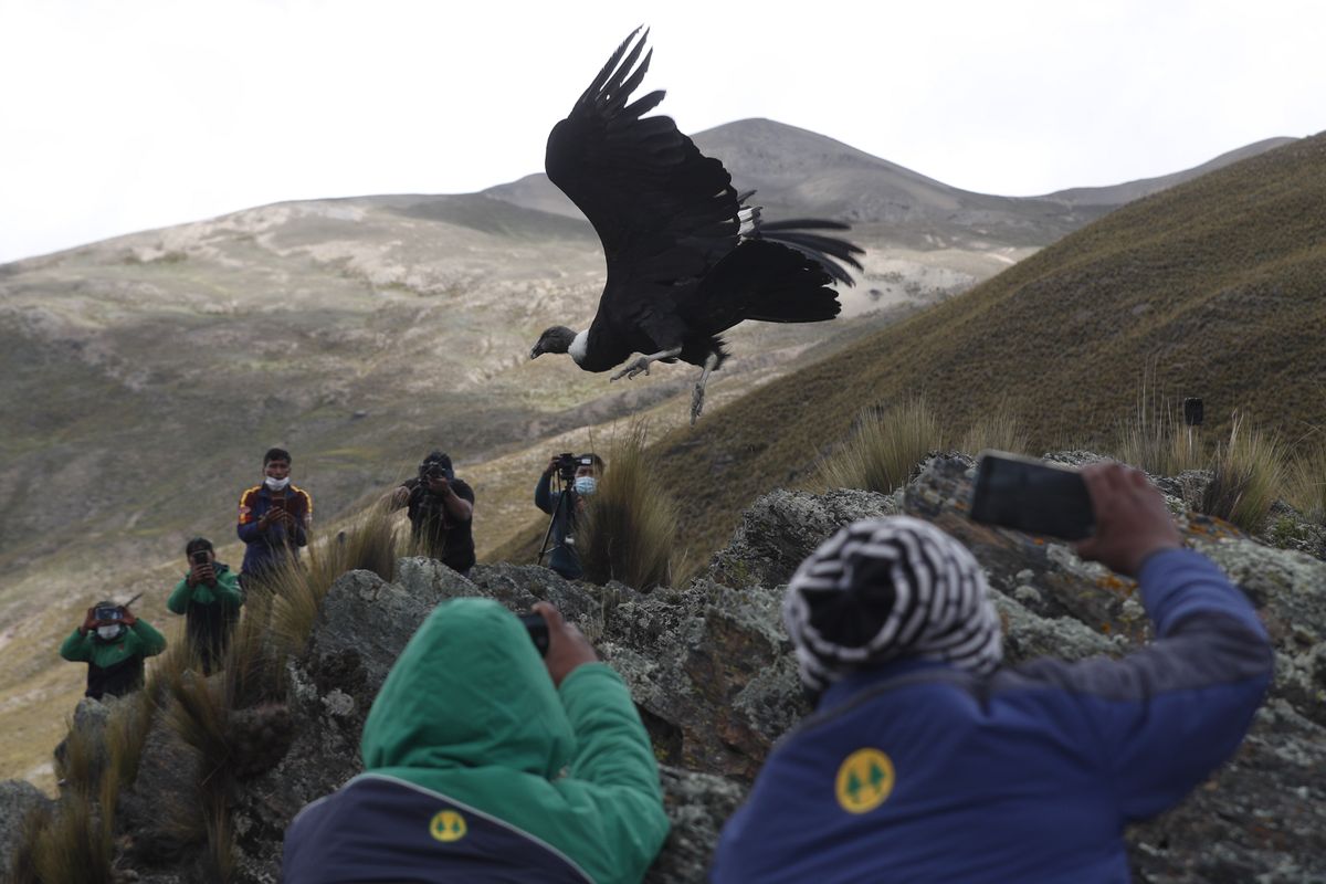 FILE - In this Tuesday, Feb. 23, 2021 file photo, scientists and journalists watch as an Andean condor is released into the wild by Bolivian veterinarians, on the outskirts of Choquekhota, Bolivia, as part of a project run by a state conservation program. The Andean condor, the world's heaviest soaring bird, is declining due to exposure to pesticides, lead and other toxic substances, said Sergio Lambertucci, a biologist at the National University of Comahue in Argentina.  (Juan Karita)