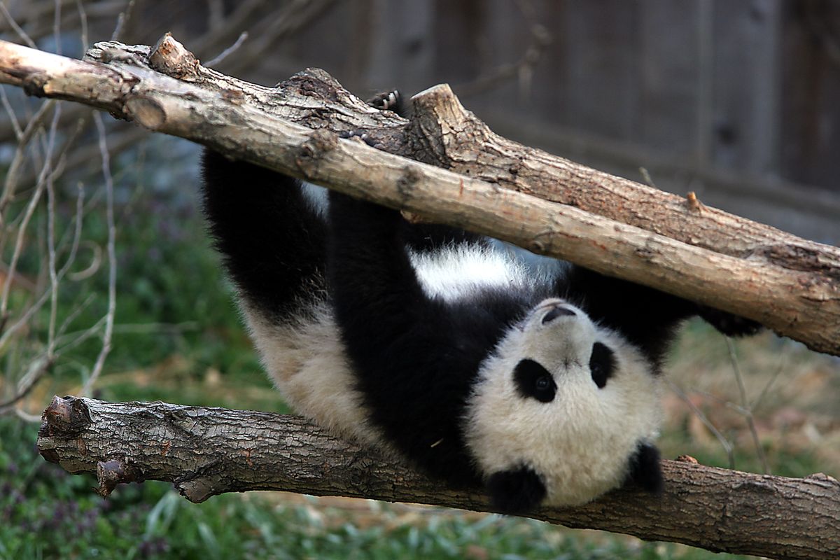 Panda fans were very excited at the birth of Tai Shan, the National Zoo’s first surviving giant panda cub in Washington, D.C. He was born in July 2005, and in this photo he is about 8 months old.  (Jahi Chikwendiu/Washington Post)