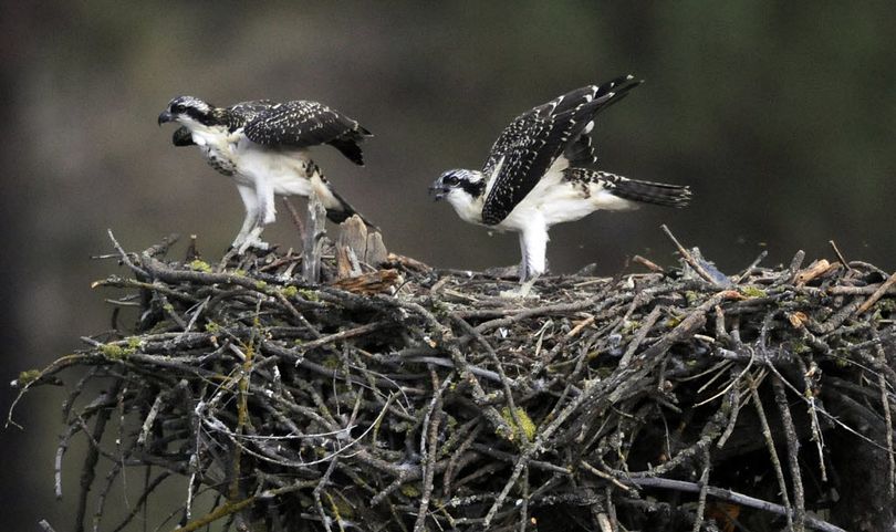 Two young, recently fledged ospreys hone their flying skills along the Spokane River in early August.

 (Dan Pelle)
