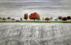 A lone tree holding the last of vivid fall foliage is framed by the empty harvested fields Thursday outside the Hutton Settlement on east Wellesley.  (Christopher Anderson / The Spokesman-Review)