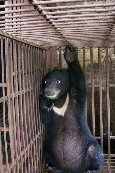 An Asiatic black bear cub watches from its cage at a bear bile farm in Hanoi, Vietnam, in 2010. (Associated Press)